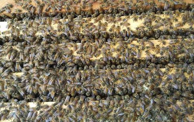 養蜂人怎樣培育種用雄蜂? 怎樣培育雄蜂