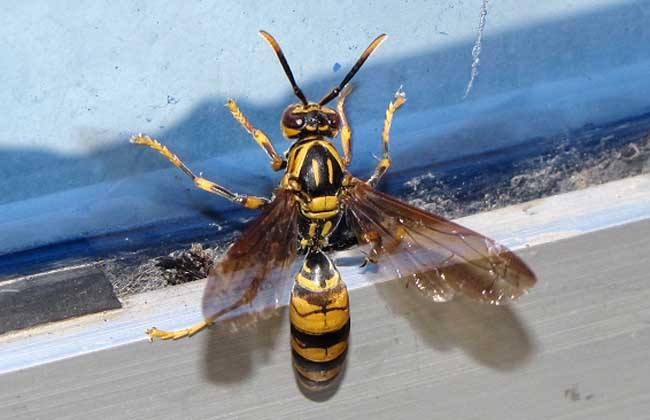 馬蜂和蜜蜂的區別