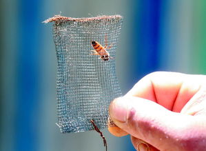 養蜂怎樣防止蜂王逃跑(最有效的控制蜂王逃跑方法) 養蜂怎樣防止蜂王逃跑(最有效的控制蜂王逃跑方法)