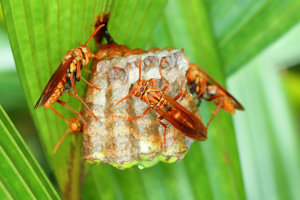 馬蜂筑巢是好兆頭嗎(馬蜂在家筑巢是兇是福) 馬蜂筑巢是好兆頭嗎(馬蜂在家筑巢是兇是福)
