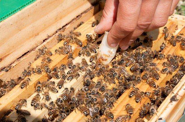 怎樣人工培育優質蜂王？