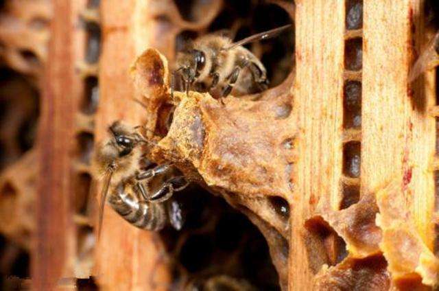 怎樣人工培育優質蜂王？