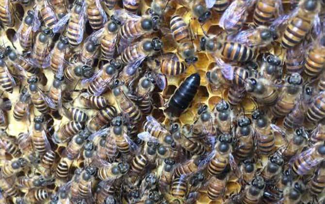 怎樣人工培育優質蜂王？