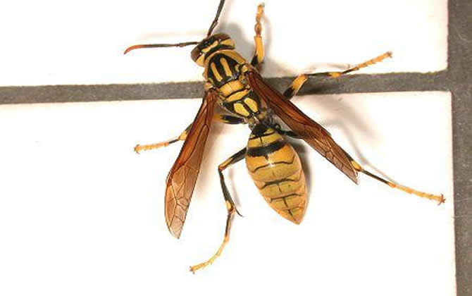 棕長腳蜂有毒嗎（長腳蜂毒性）