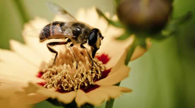 蜜蜂科普知識 蜜蜂科