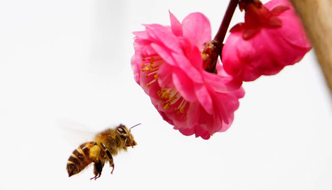 蜜蜂科普知識 蜜蜂科