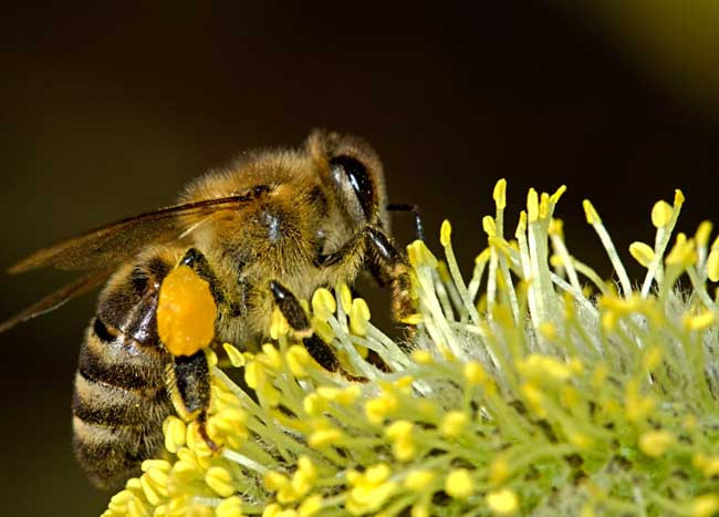 云貴高原中蜂蜂王與雄蜂個體大小(中華蜜蜂有多大個體) 云貴高原中蜂蜂王與雄蜂個體大小(中華蜜蜂有多大個體)
