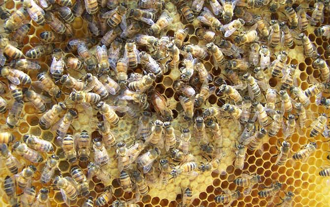 蜂王開始產多少卵 蜂王開始產多少卵