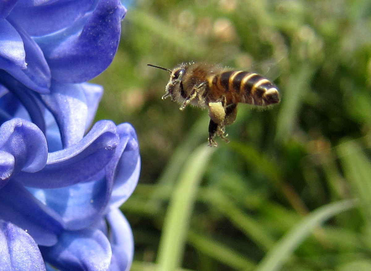 一箱蜂一冬天能喂多少糖(一箱蜜蜂過冬得多少斤白糖) 一箱蜂一冬天能喂多少糖(一箱蜜蜂過冬得多少斤白糖)