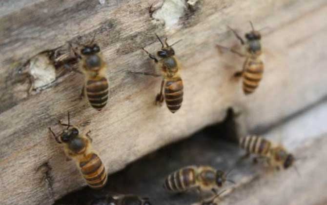 阿壩中蜂優(yōu)奌和缺奌（阿壩中蜂有哪些優(yōu)點(diǎn)和缺點(diǎn)）