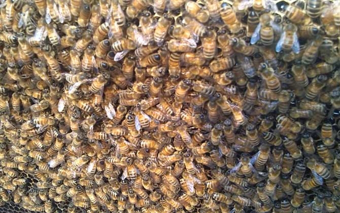 阿壩中蜂優(yōu)奌和缺奌（阿壩中蜂有哪些優(yōu)點(diǎn)和缺點(diǎn)）