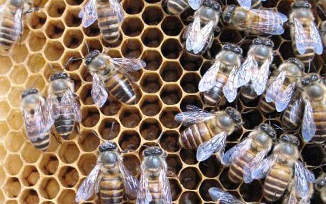 阿壩中蜂優(yōu)奌和缺奌（阿壩中蜂有哪些優(yōu)點(diǎn)和缺點(diǎn)）