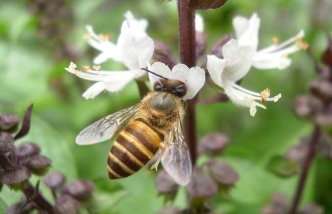 【蜜蜂養(yǎng)殖】養(yǎng)蜜蜂需要投資多少錢? 養(yǎng)蜜蜂需要投資多少錢?