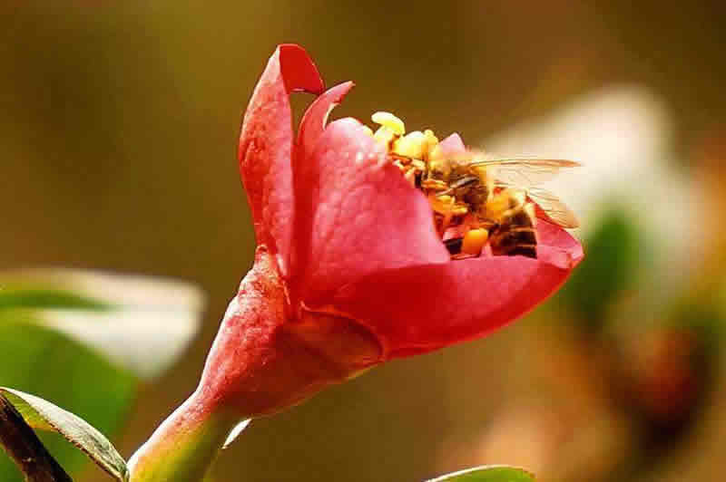 蜂王和蜂后的區(qū)別 蜂王和蜂后的區(qū)別