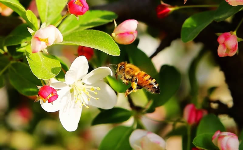 蜂王和蜂后的區(qū)別 蜂王和蜂后的區(qū)別