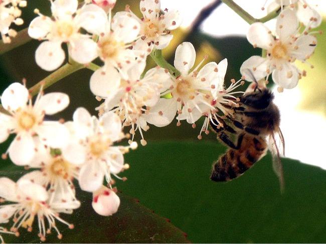 【蜜蜂知識】盜蜂的識別和處理方法 盜蜂的識別和處理方法