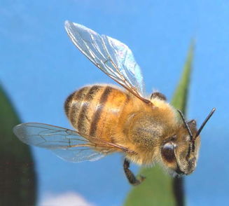 松丹一號后代可作種王嗎(如何科學使用良種蜂王) 松丹一號后代可作種王嗎(如何科學使用良種蜂王)