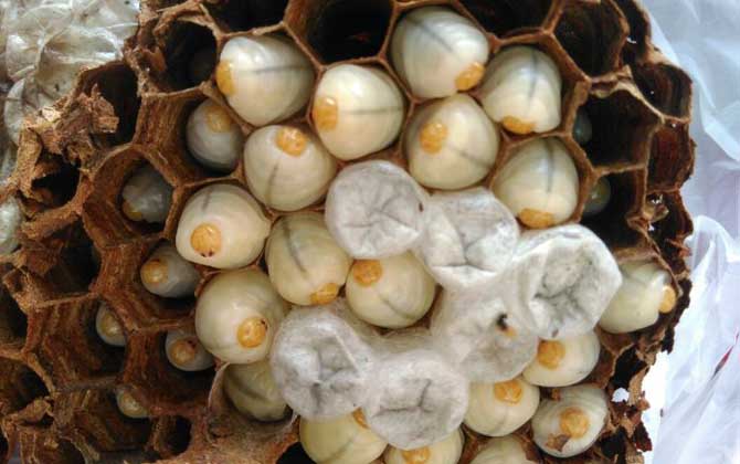 中國大虎頭蜂是益蟲嗎（虎頭蜂是益蟲還是害蟲？）
