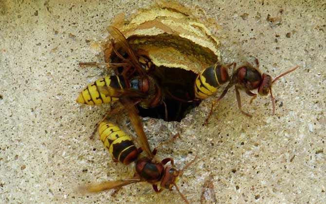 中國大虎頭蜂是益蟲嗎（虎頭蜂是益蟲還是害蟲？）