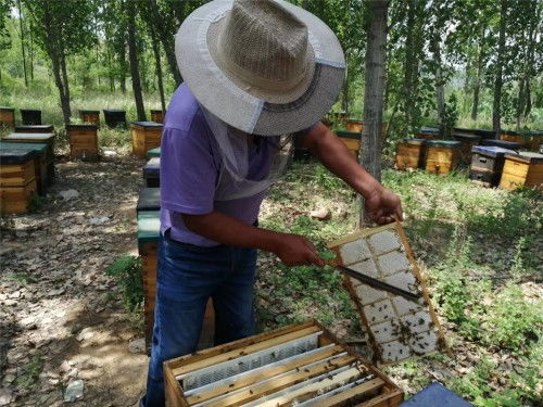 養蜂公司叫什么名字好(有寓意的蜜蜂養殖場取名) 養蜂公司叫什么名字好(有寓意的蜜蜂養殖場取名)
