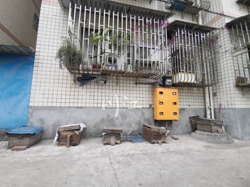 城市陽臺養(yǎng)蜂技術(家庭養(yǎng)蜂需要什么條件) 城市陽臺養(yǎng)蜂技術(家庭養(yǎng)蜂需要什么條件)