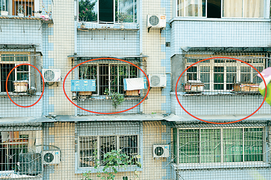 城市陽臺養(yǎng)蜂技術(家庭養(yǎng)蜂需要什么條件) 城市陽臺養(yǎng)蜂技術(家庭養(yǎng)蜂需要什么條件)