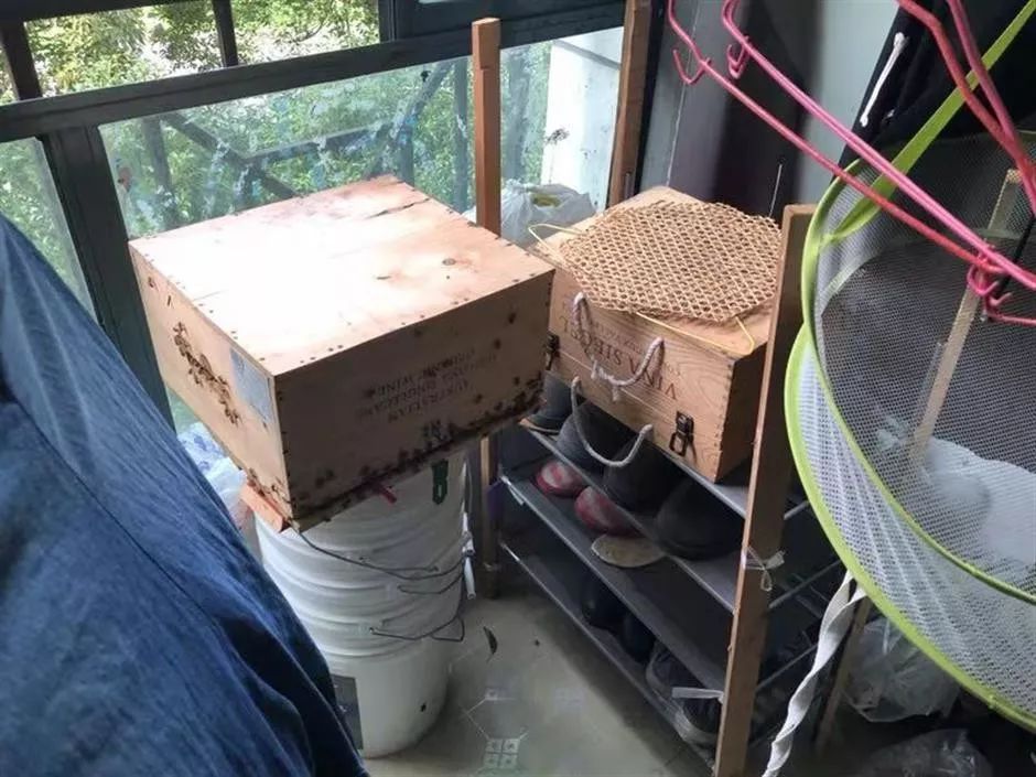 城市陽臺養(yǎng)蜂技術(家庭養(yǎng)蜂需要什么條件) 城市陽臺養(yǎng)蜂技術(家庭養(yǎng)蜂需要什么條件)