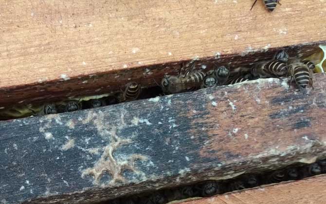 蜂群強(qiáng)群什么意思