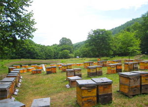 一般大型蜂場(chǎng)養(yǎng)的是中蜂還是意蜂（大型養(yǎng)蜂場(chǎng)是如何飼喂蜂群的）