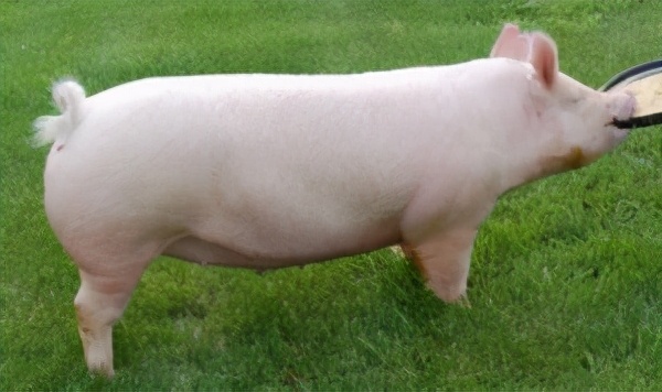 一只豬27萬美元？一只鴿子140萬美元？盤點史上最昂貴的6只動物