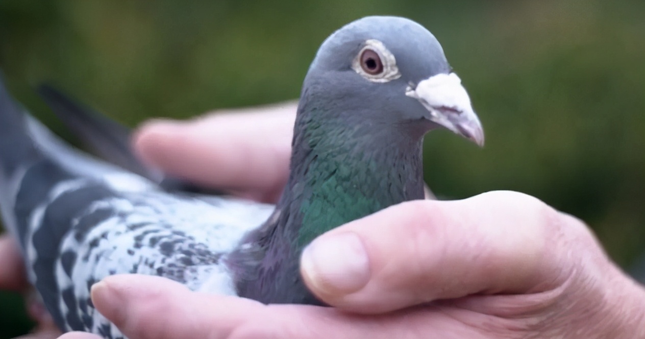 一只豬27萬美元？一只鴿子140萬美元？盤點史上最昂貴的6只動物