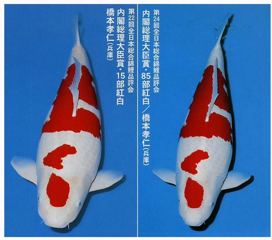 一只豬27萬美元？一只鴿子140萬美元？盤點史上最昂貴的6只動物