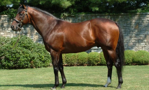 一只豬27萬美元？一只鴿子140萬美元？盤點史上最昂貴的6只動物