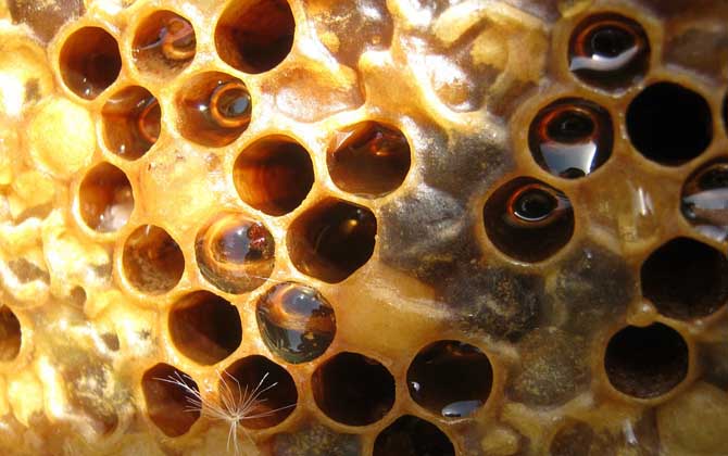 養蜂人怎么打造蜂蜜品牌(怎么做好品牌) 養蜂人怎么打造蜂蜜品牌(怎么做好品牌)