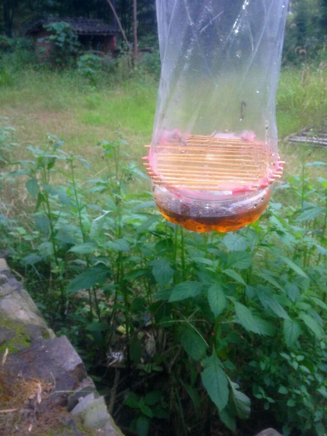 中國大虎頭蜂怎么誘捕（捕捉虎頭蜂的步驟）