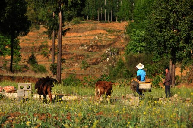 無公害養蜂技術(附帶十條技術要求) 無公害養蜂技術(附帶十條技術要求)