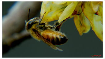 怎樣引蜜蜂進蜜蜂箱(怎樣把蜜蜂引到蜂箱里) 怎樣引蜜蜂進蜜蜂箱(怎樣把蜜蜂引到蜂箱里)