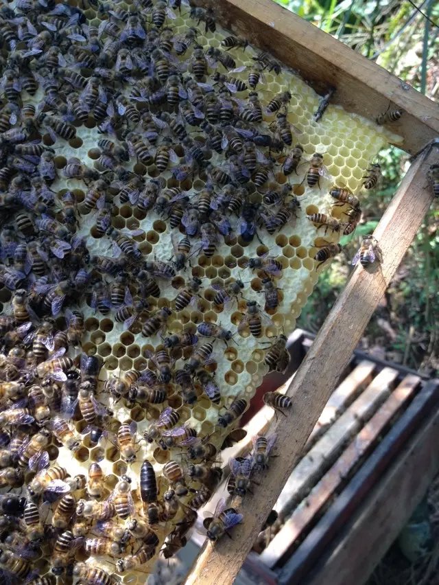 養蜜蜂跑了會怎么樣(怎么樣養蜜蜂才不飛走) 養蜜蜂跑了會怎么樣(怎么樣養蜜蜂才不飛走)