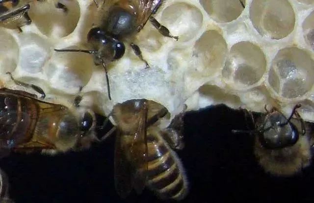 蜂王和工蜂是怎么產生的(蜂王與工蜂是什么關系) 蜂王和工蜂是怎么產生的(蜂王與工蜂是什么關系)