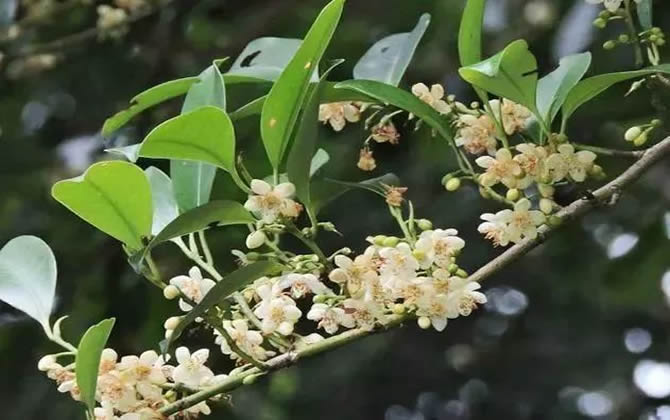 常見開花的蜜源植物有哪些？(花期、蜜粉量、流蜜規律)