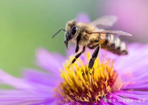 蜜蜂失王急造王臺多余的蜂王怎么辦 蜜蜂失王急造王臺多余的蜂王怎么辦