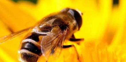 華南中蜂與阿壩中蜂能合并嗎(兩個蜂群都有王可以合并嗎) 華南中蜂與阿壩中蜂能合并嗎(兩個蜂群都有王可以合并嗎)