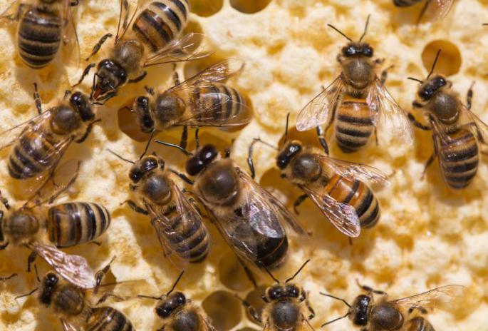 養蜂春繁濕度大怎么辦(風向潮濕的原因和處理辦法) 養蜂春繁濕度大怎么辦(風向潮濕的原因和處理辦法)