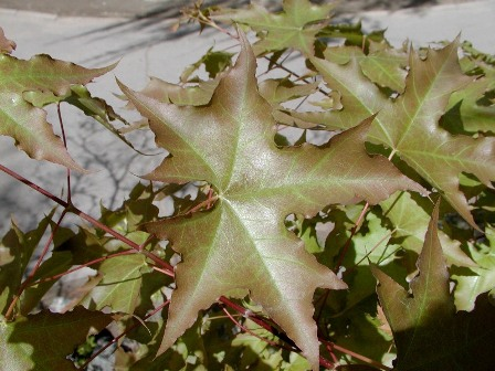 黑龍江蜜源植物介紹（黑龍江省有哪些蜜源植物）
