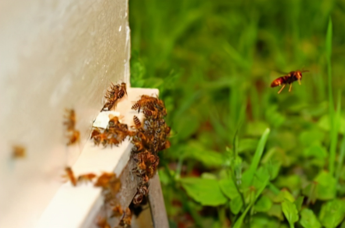 夏季養(yǎng)蜂如何消滅胡蜂（養(yǎng)蜂怎么防胡蜂）
