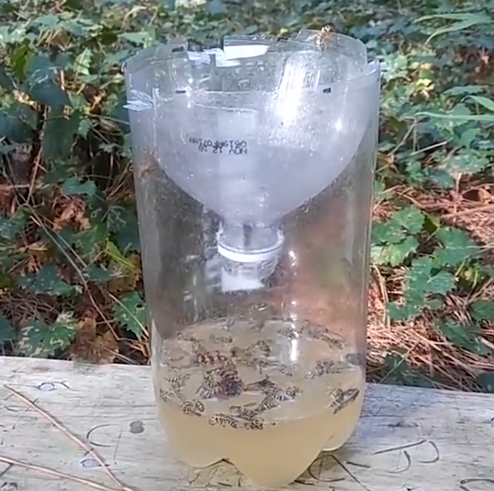 夏季養(yǎng)蜂如何消滅胡蜂（養(yǎng)蜂怎么防胡蜂）