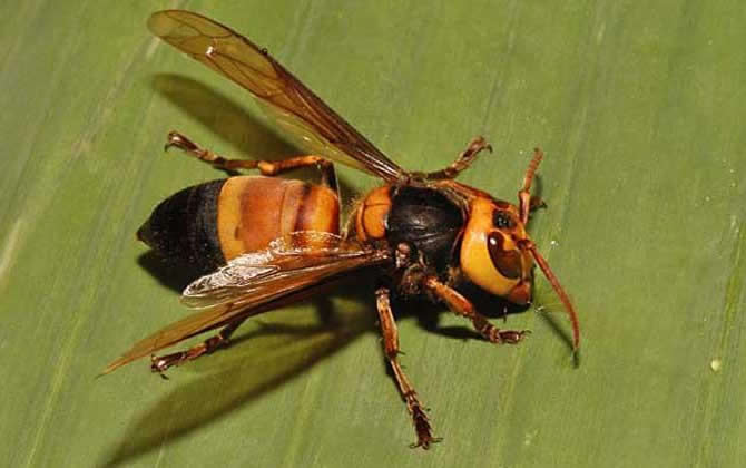 虎頭蜂蟄了會死嗎 虎頭蜂蟄了會死嗎