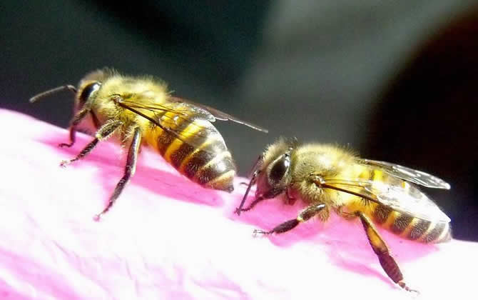 夢(mèng)見(jiàn)蜜蜂