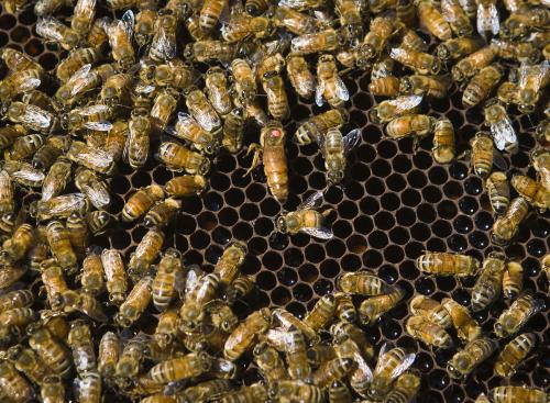 如何選擇優質蜂王(優質蜂王選擇的四要素) 如何選擇優質蜂王(優質蜂王選擇的四要素)