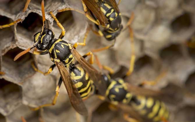 馬蜂窩怎么弄 馬蜂窩怎么弄